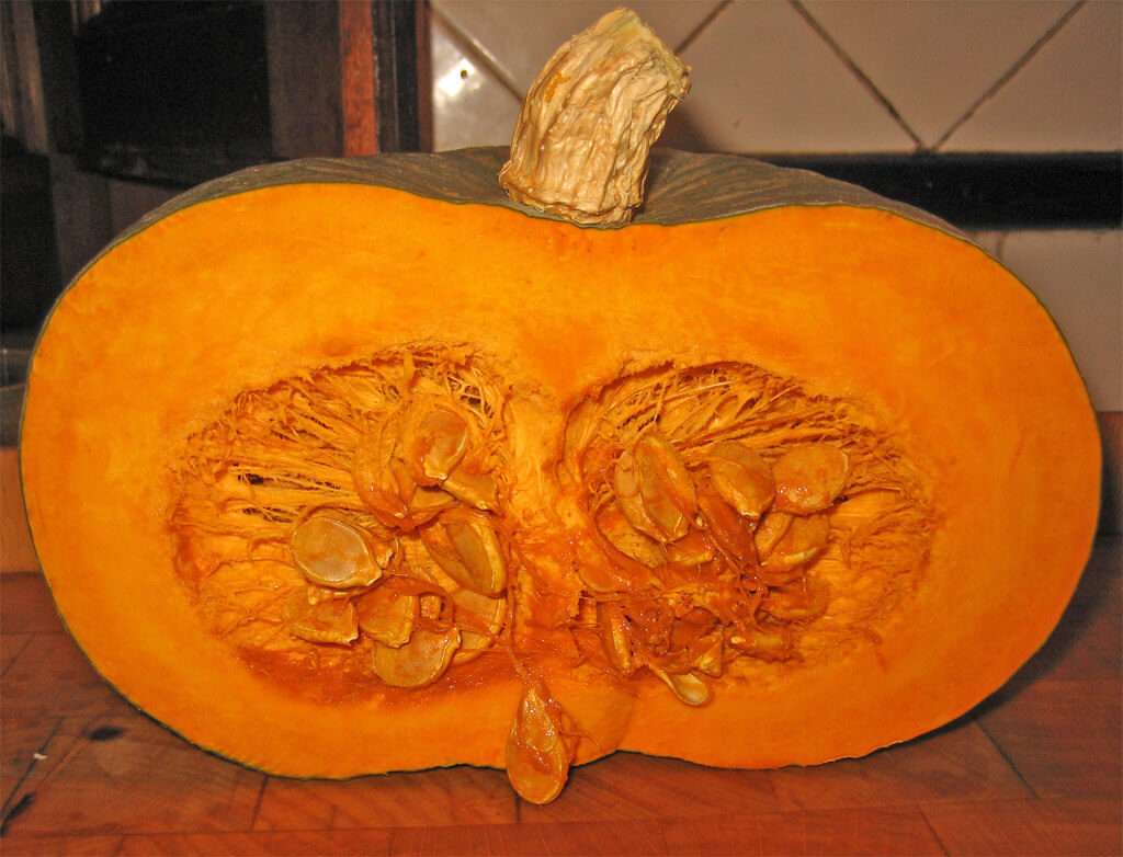 zucca manovana