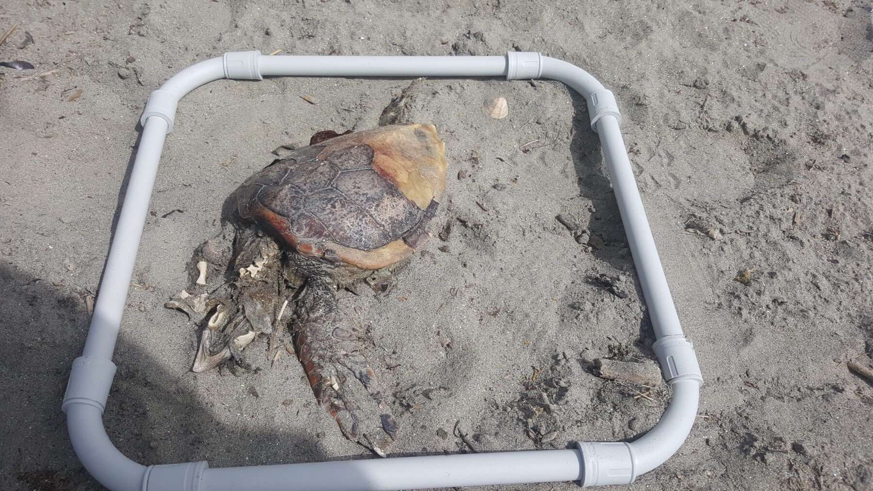 Caretta-Caretta