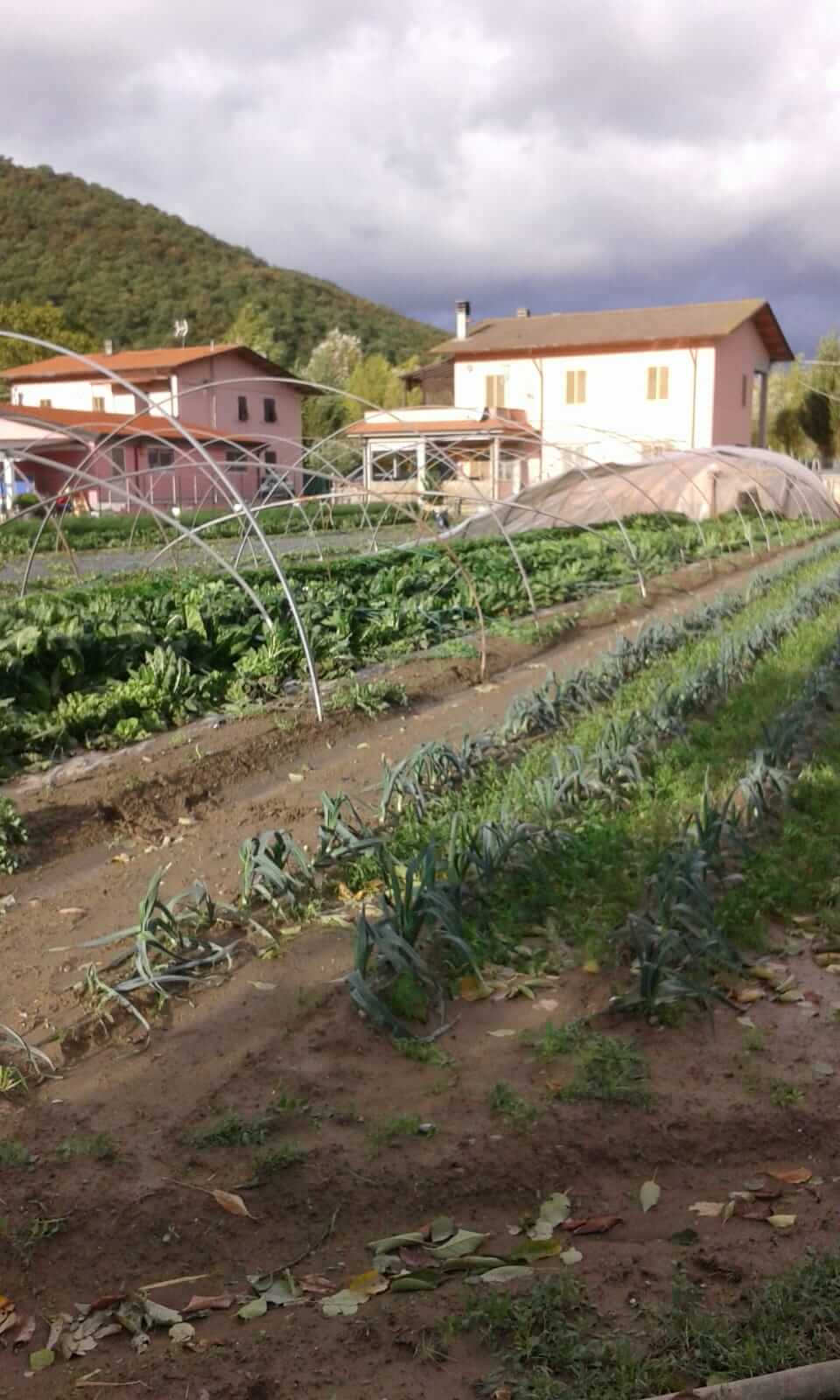 I danni del maltempo alle strutture e alle coltivazioni (3)