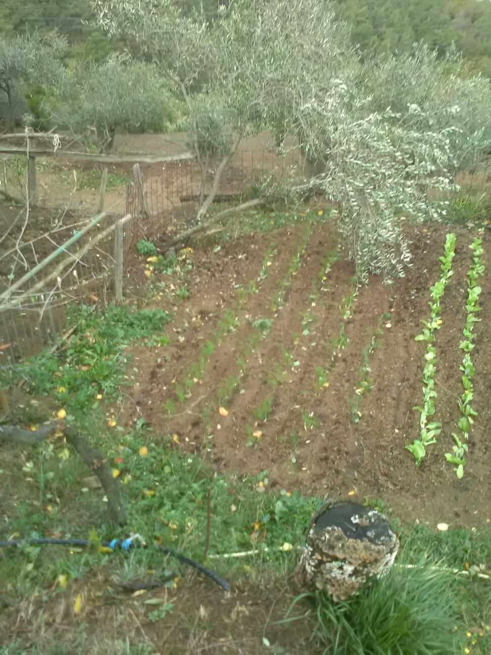 I danni del maltempo alle strutture e alle coltivazioni (4)
