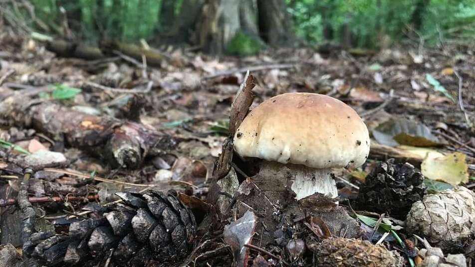 funghi