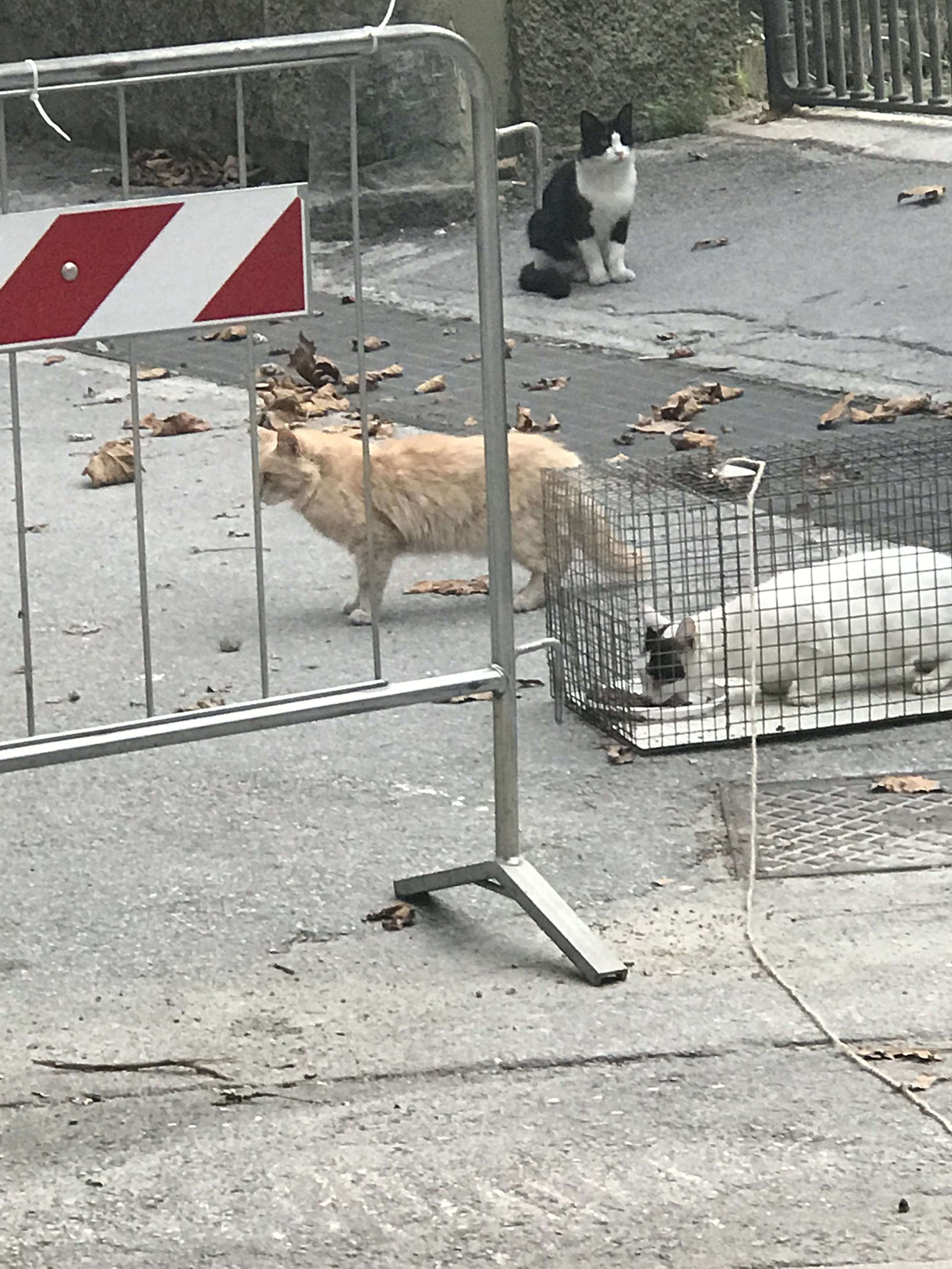 gatti cattura