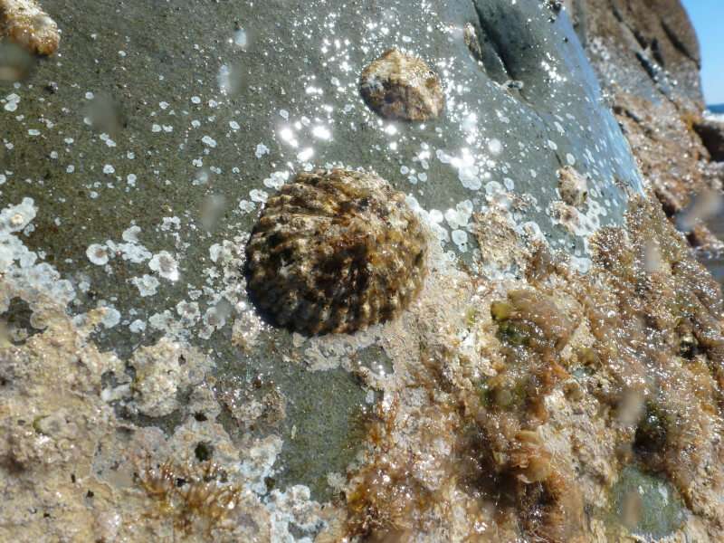 patella ferruginea