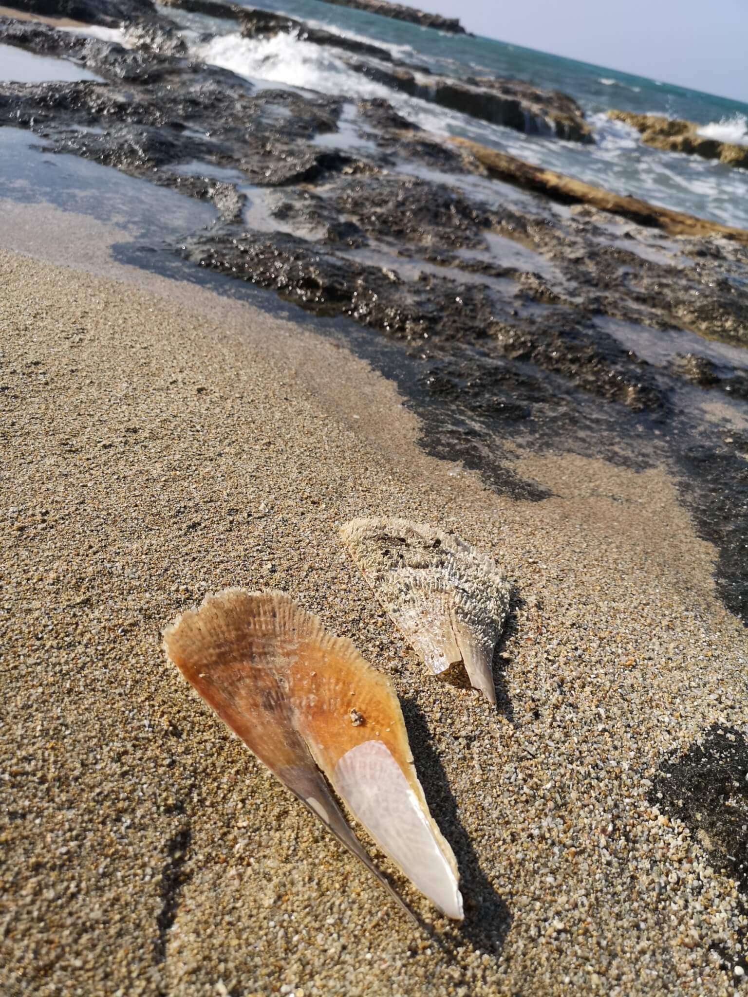 pinna-nobilis