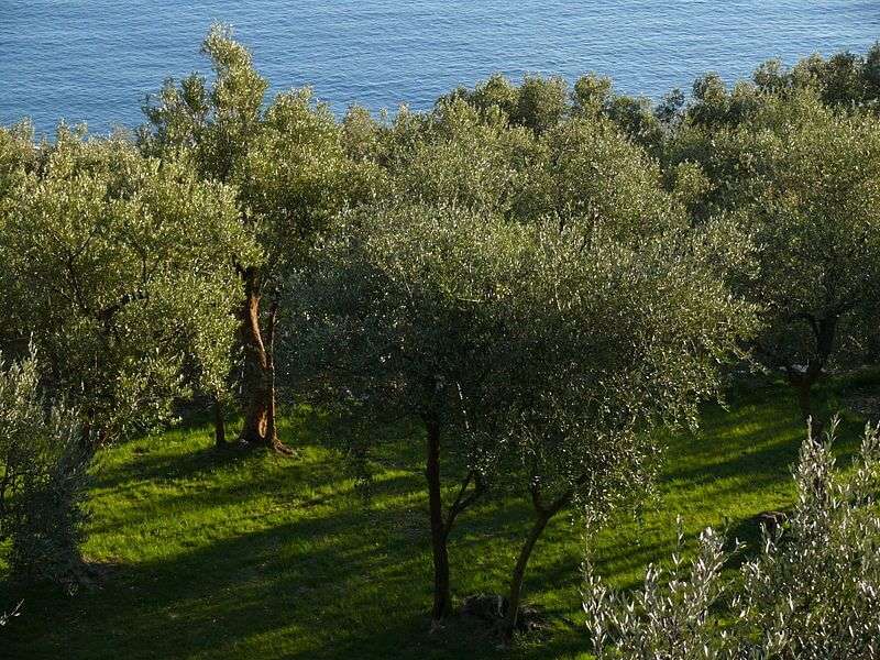 uliveto ligure