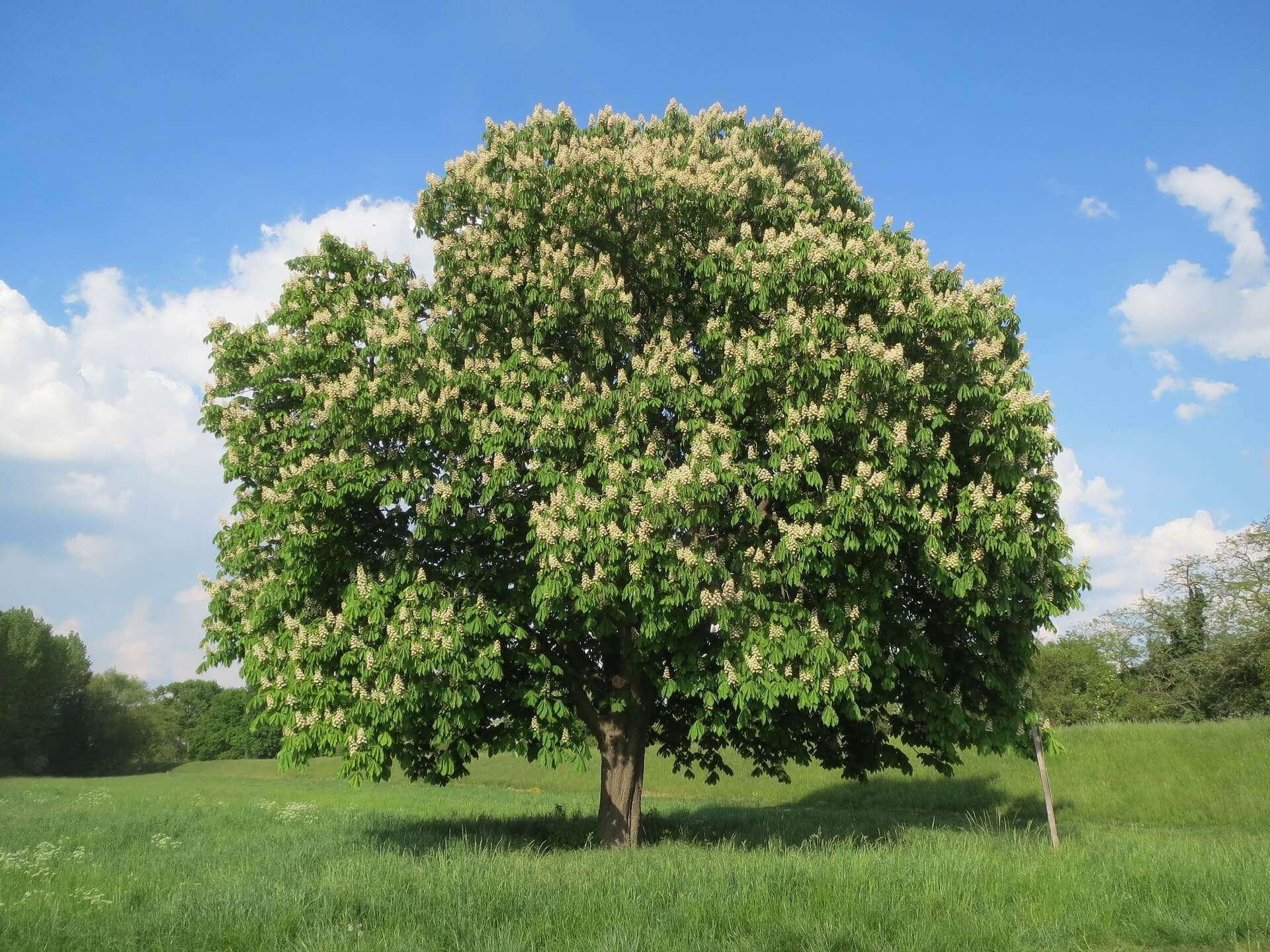 ippocastano