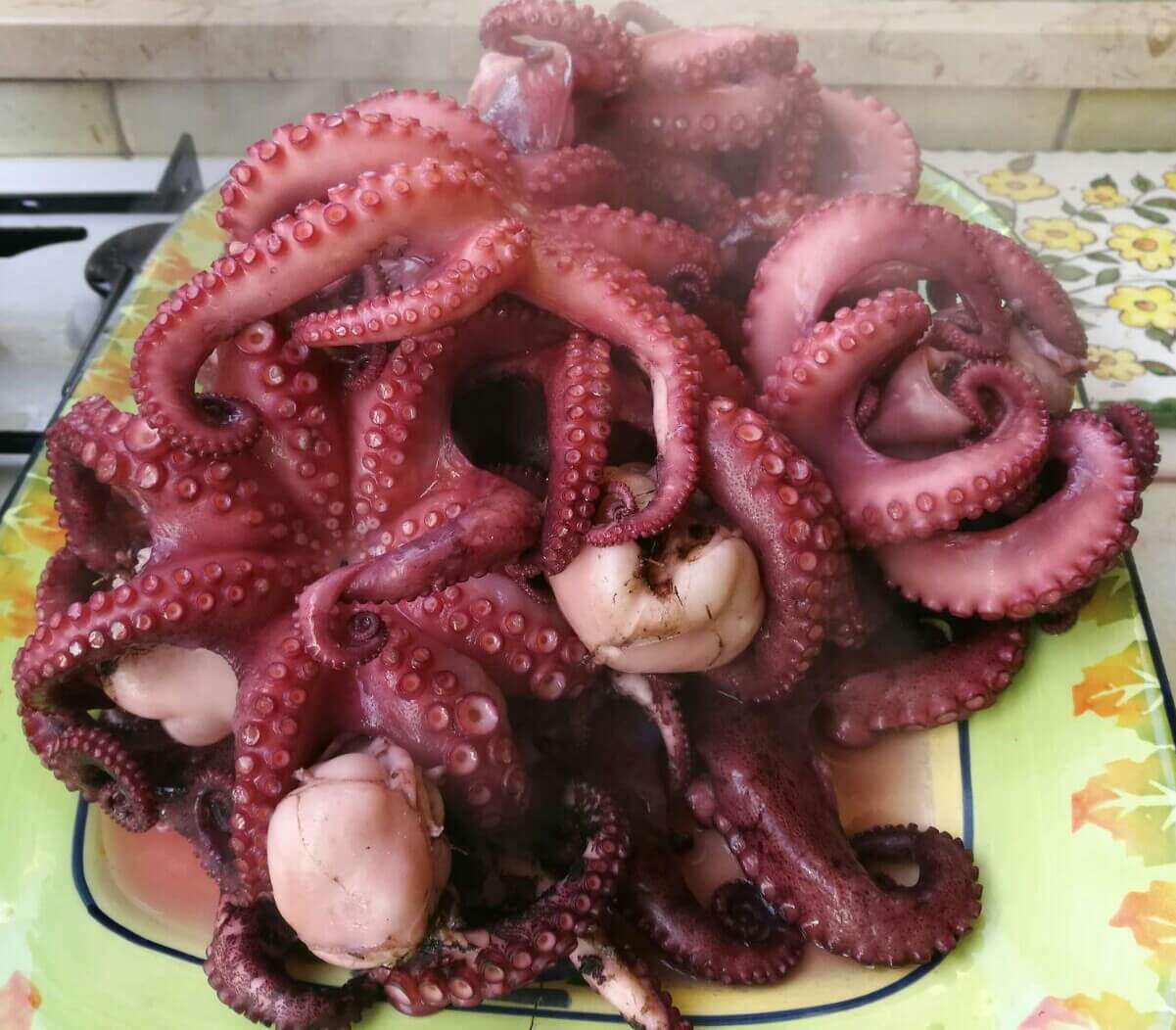 berodo polpi bolliti