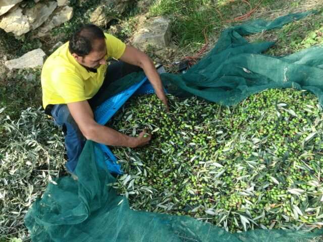 olio d’oliva dop raccolta olive