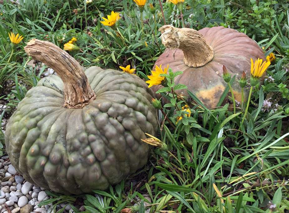 zucca di chioggia