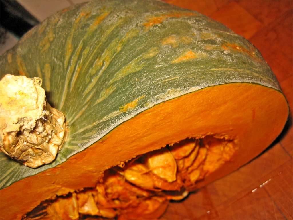 zucca mantovana zucca