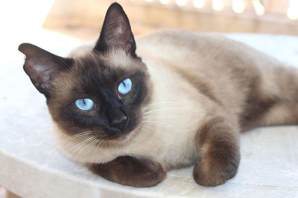 gatto