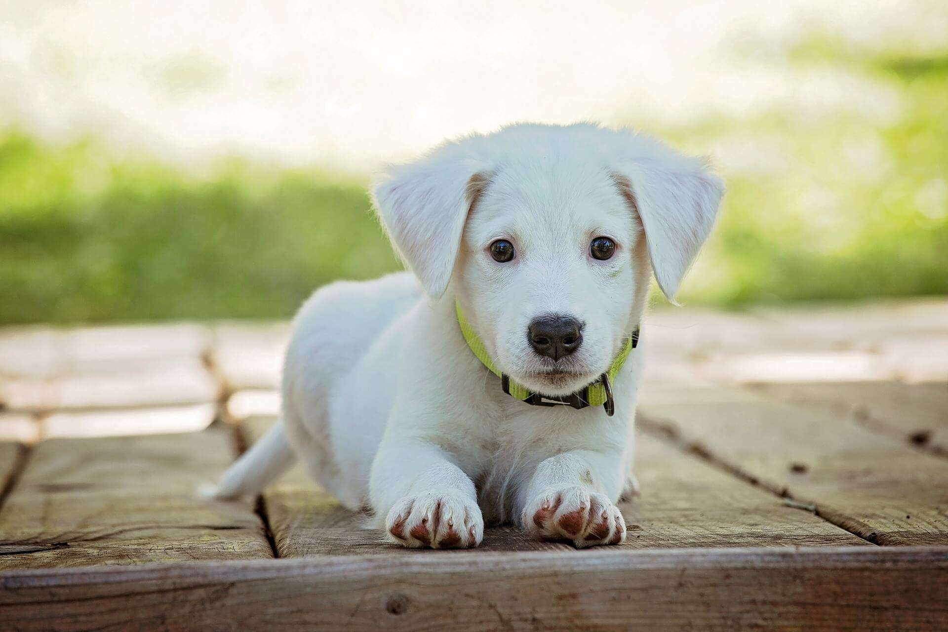 cane cucciolo anmvi pet therapy