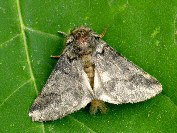 processionaria farfalla