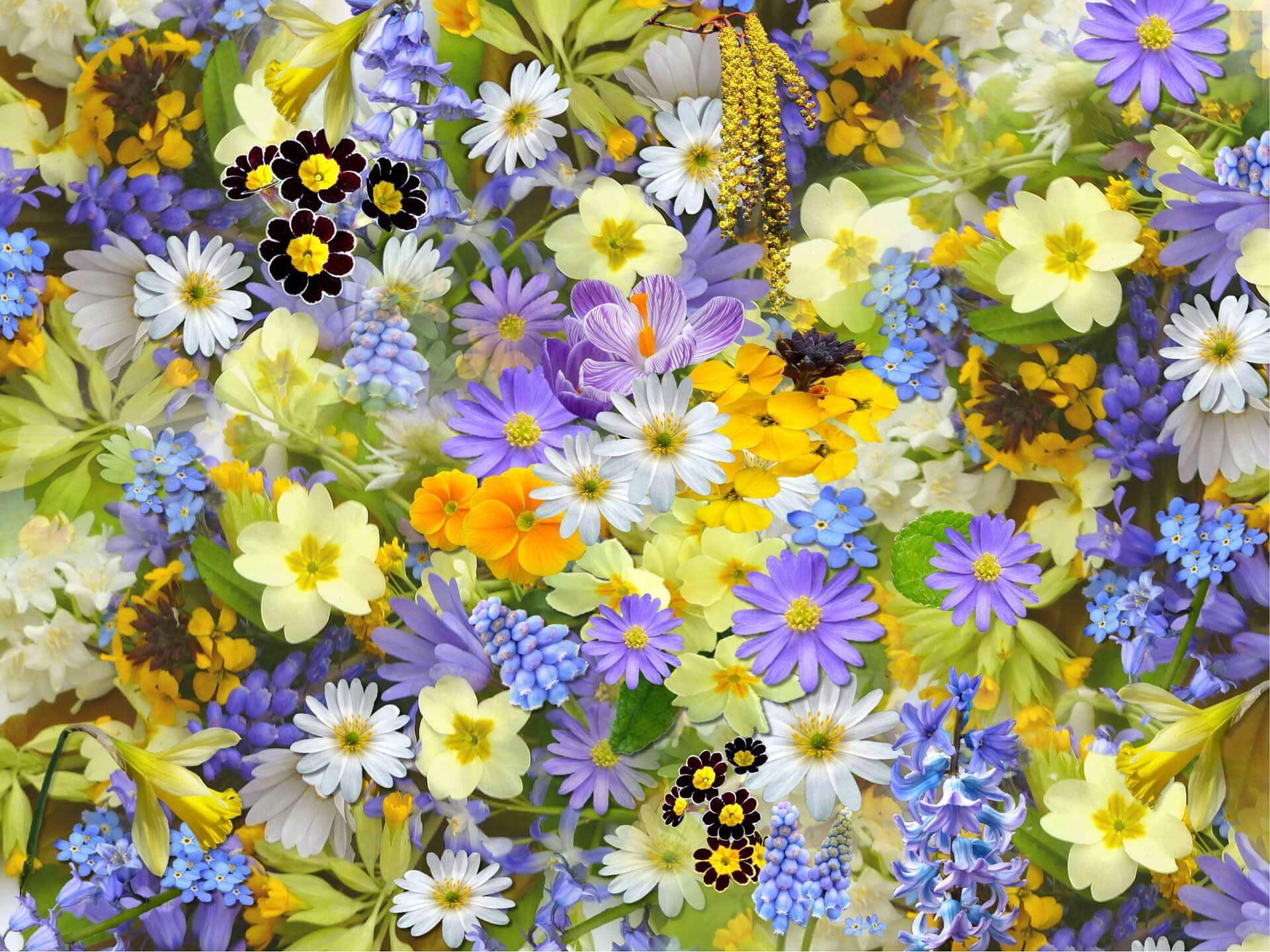 fiori floricoltura