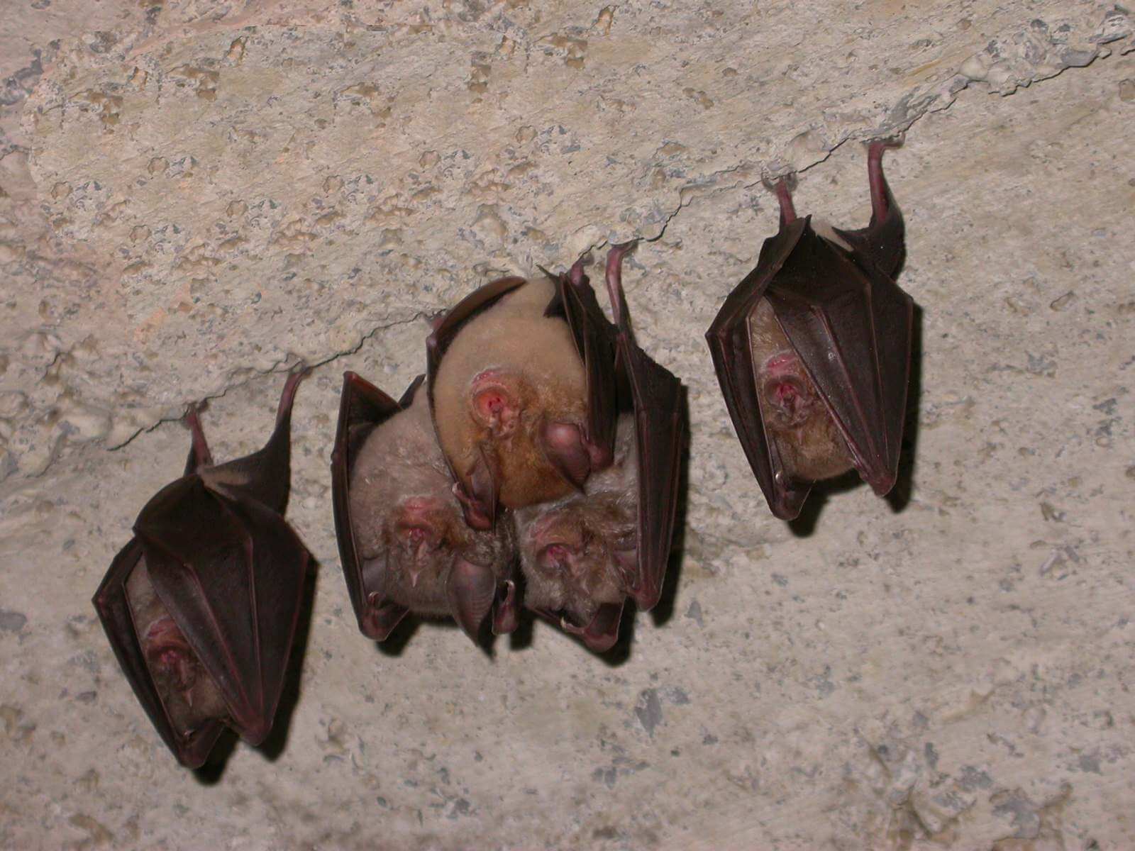 pipistrelli parco beigua