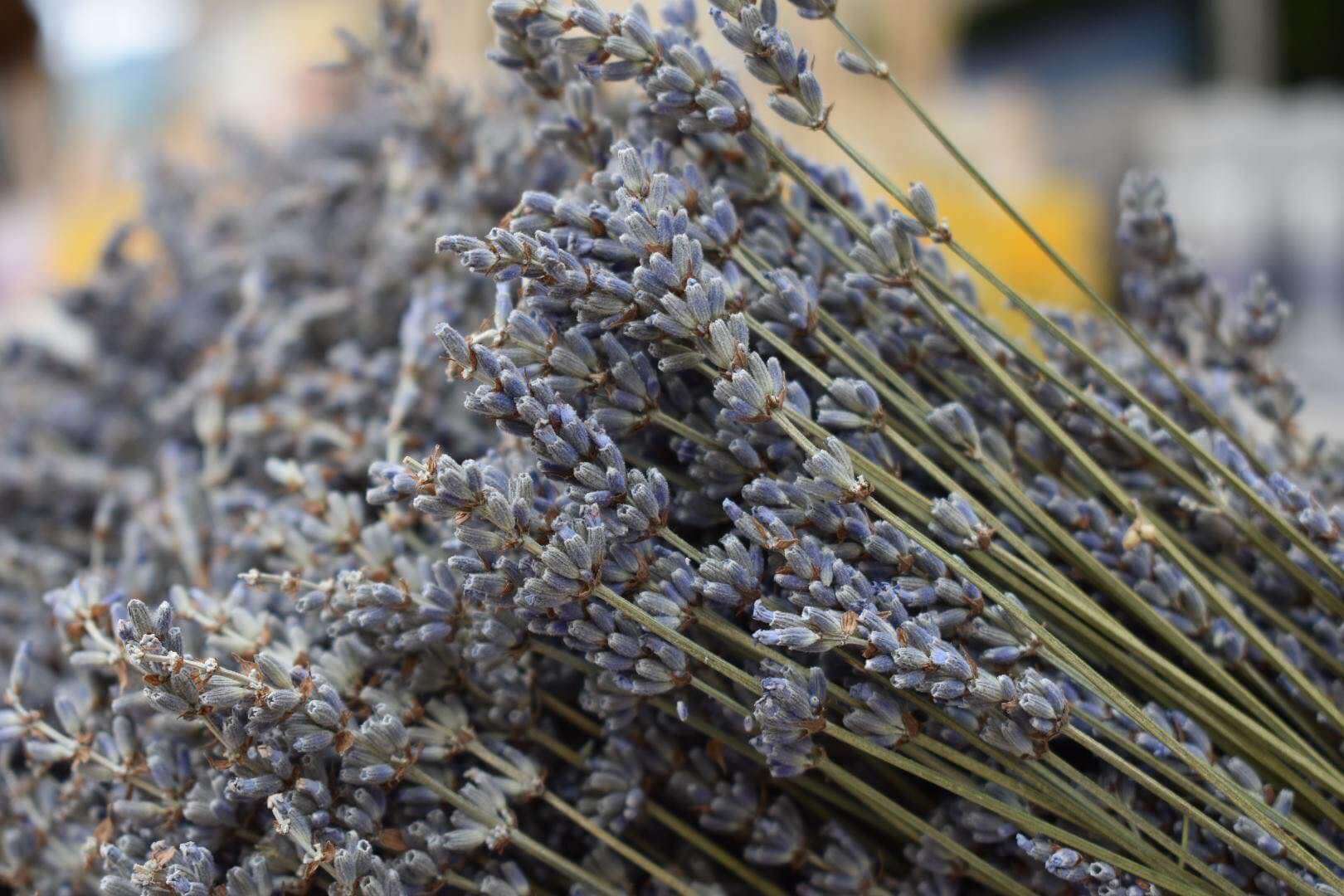 aromatica 1