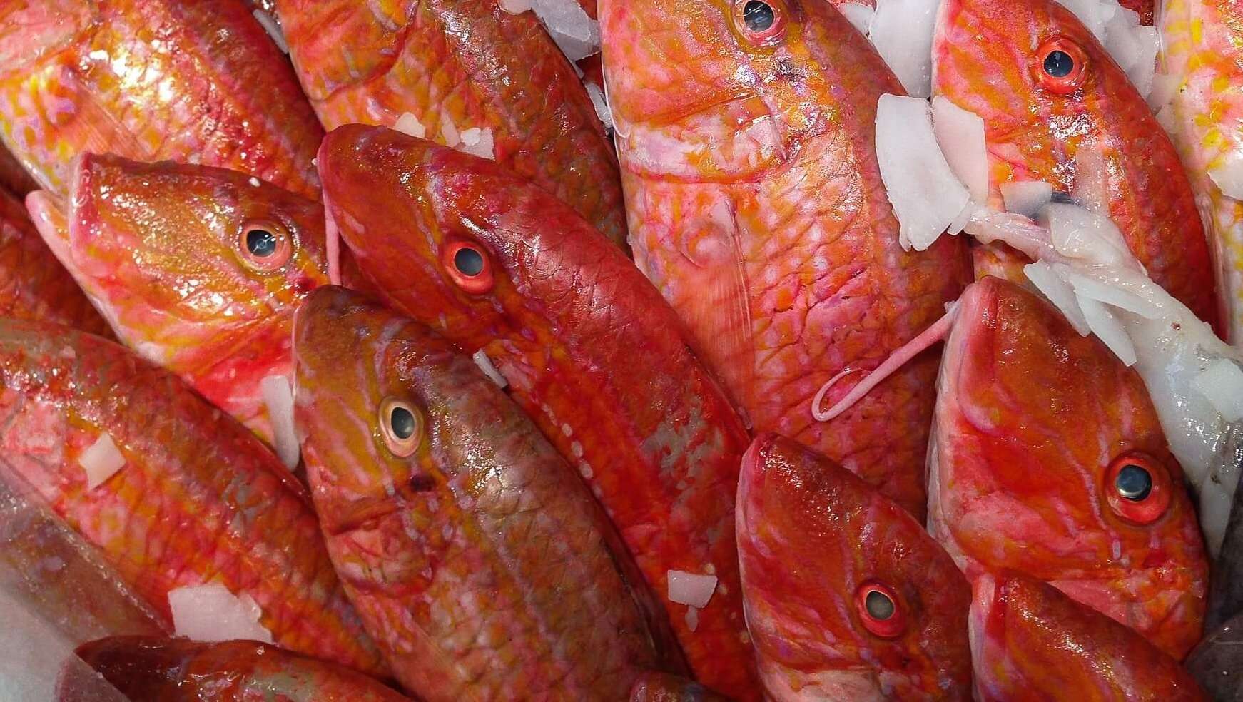 fish-727222_1920