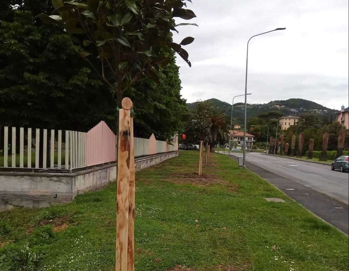 sostituzione palme via Bo sestri levante