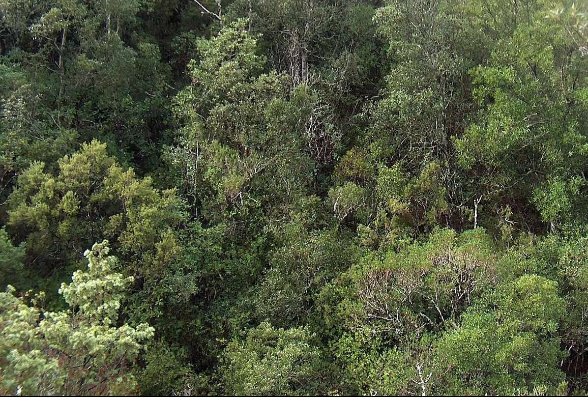 foresta, bosco4