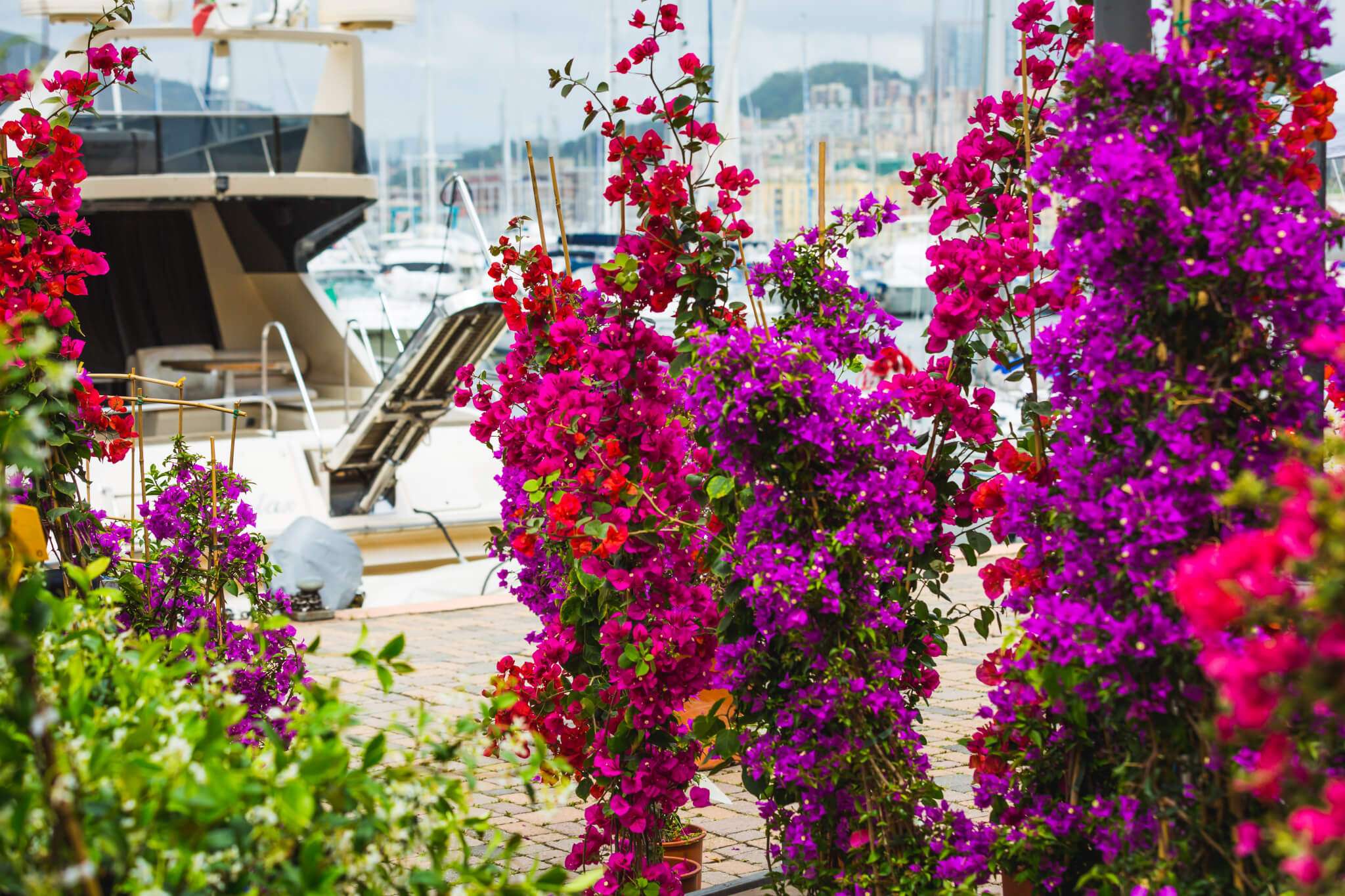 Yacht & Garden_2
