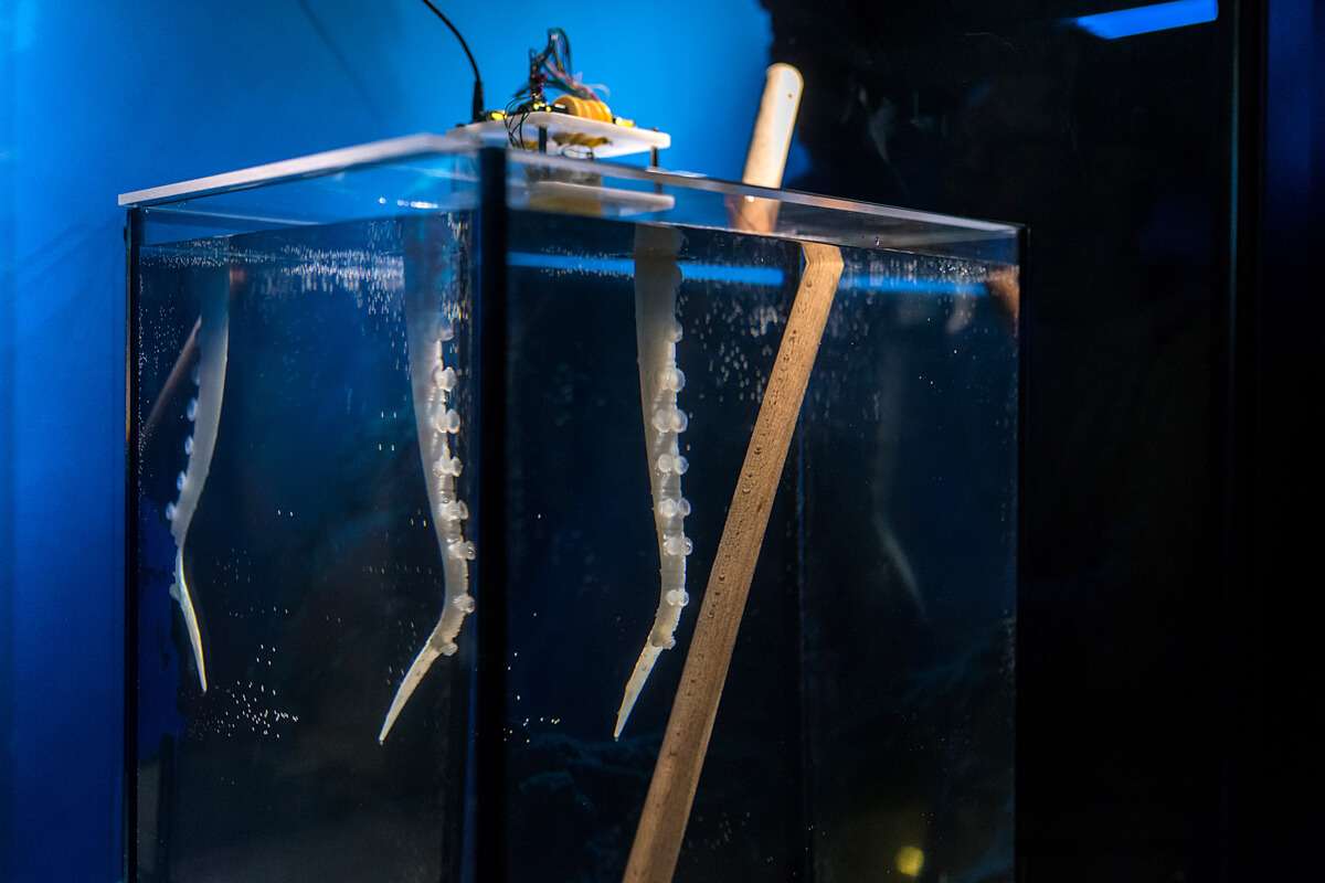 braccio polpo robot AcquariodiGenova IIT DSC_4396