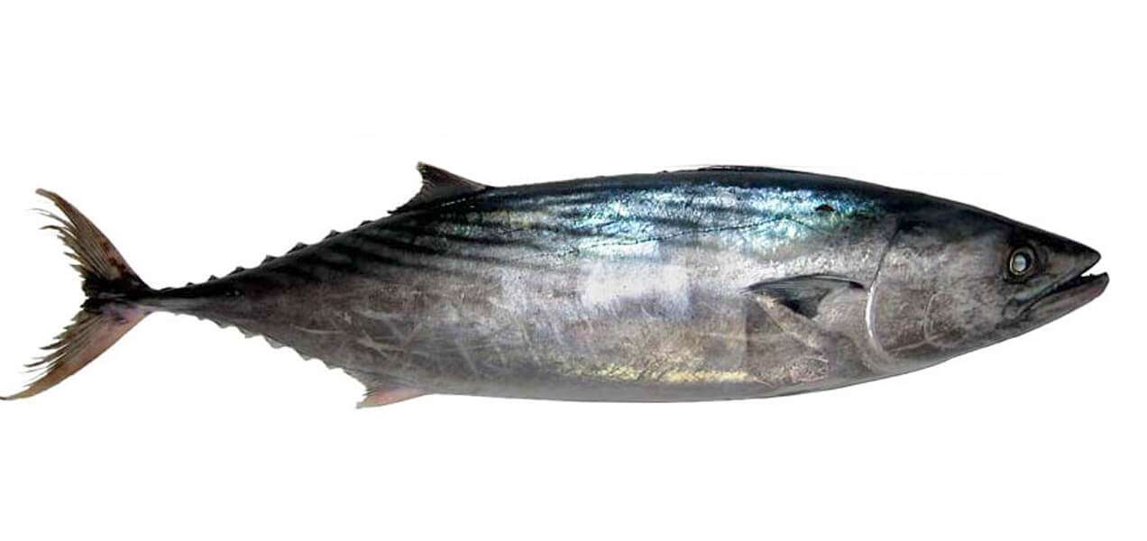 palamita