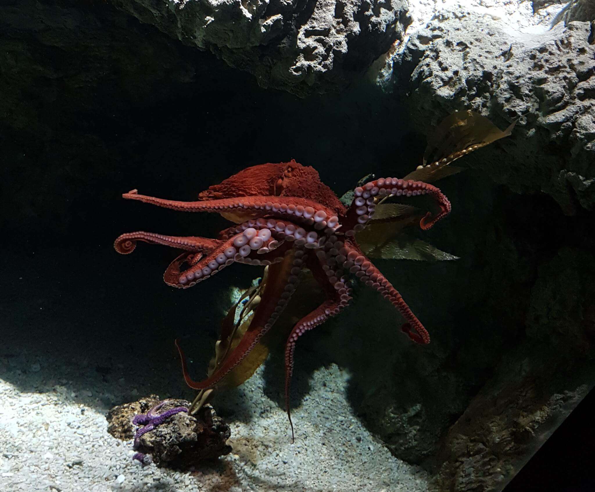 polpo gigante PAcifico