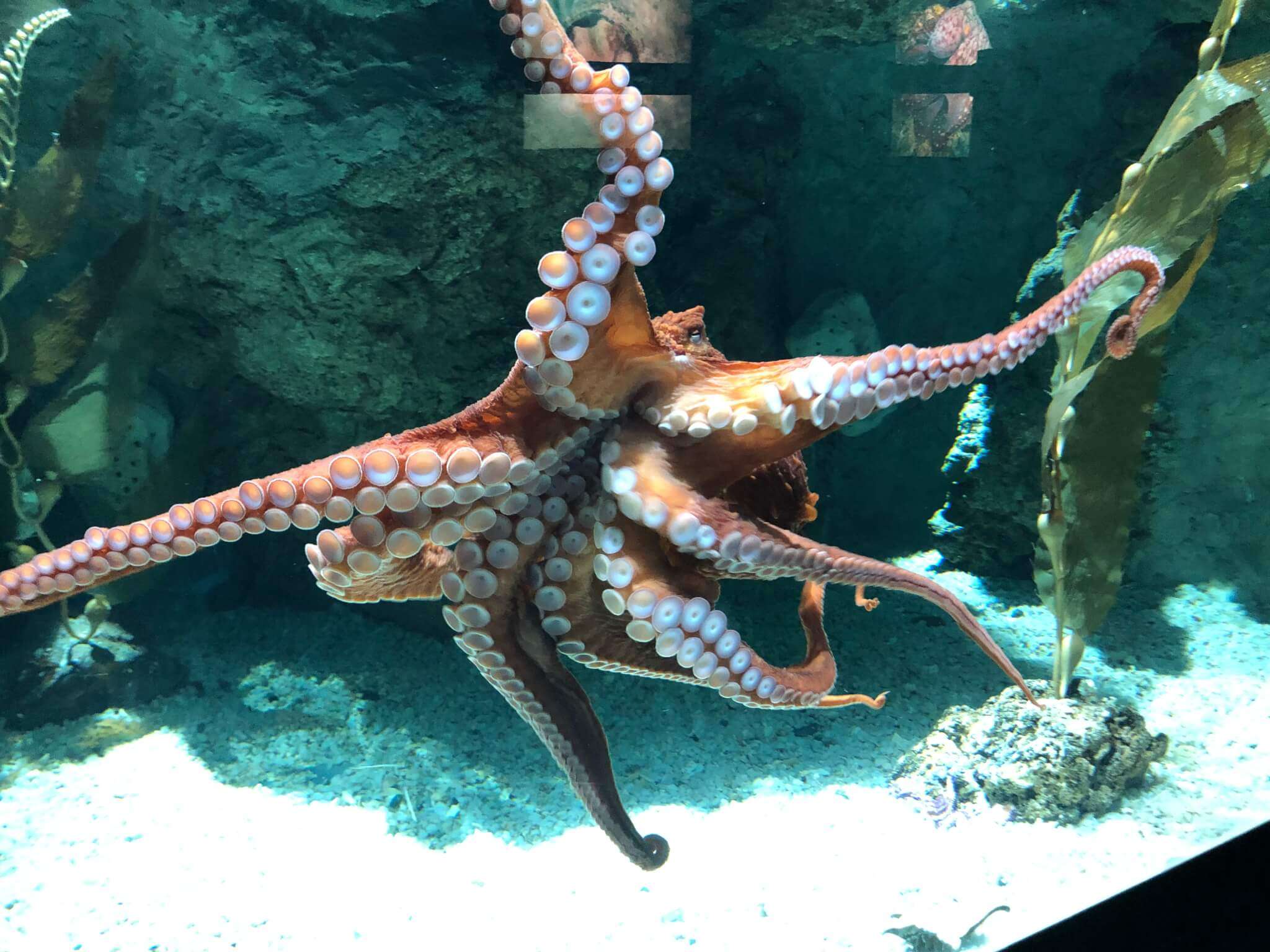 polpo gigante del NOrd PAcifico