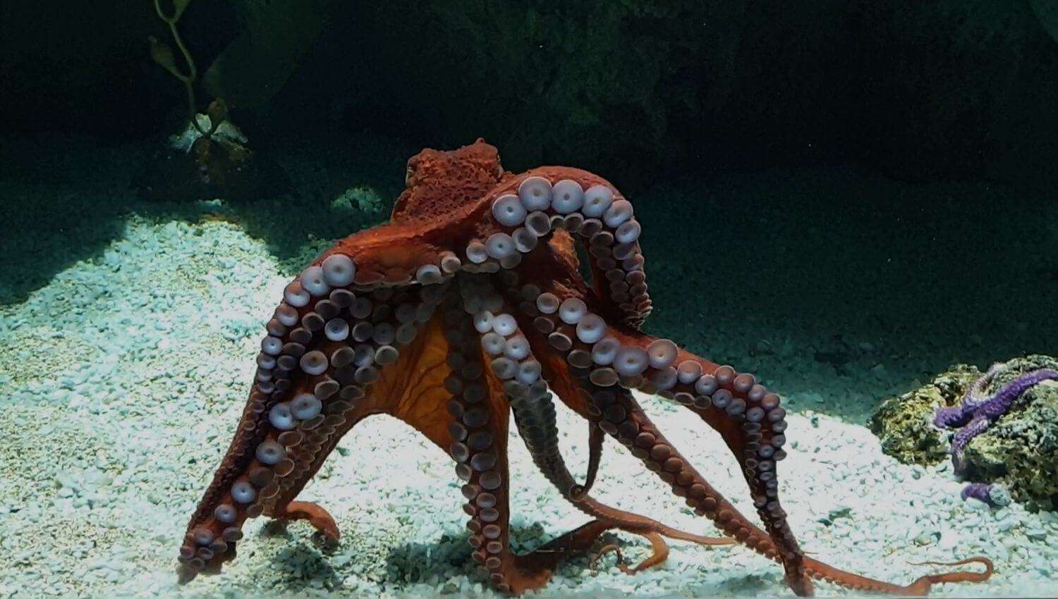 polpo gigante del PAcifico