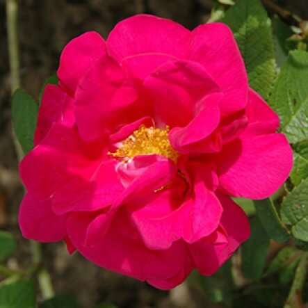 rosa gallica