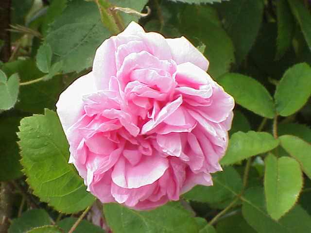 rosa muscosa