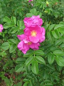 rosa rugosa