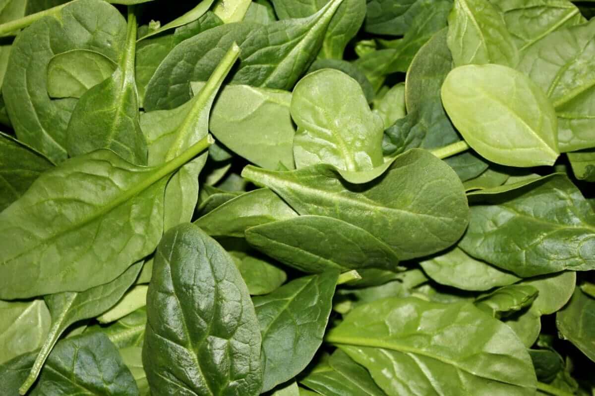 spinaci max