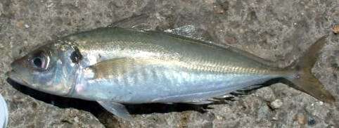 sugarello