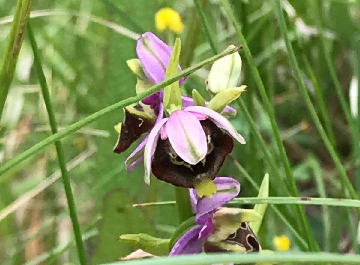 Orchidee