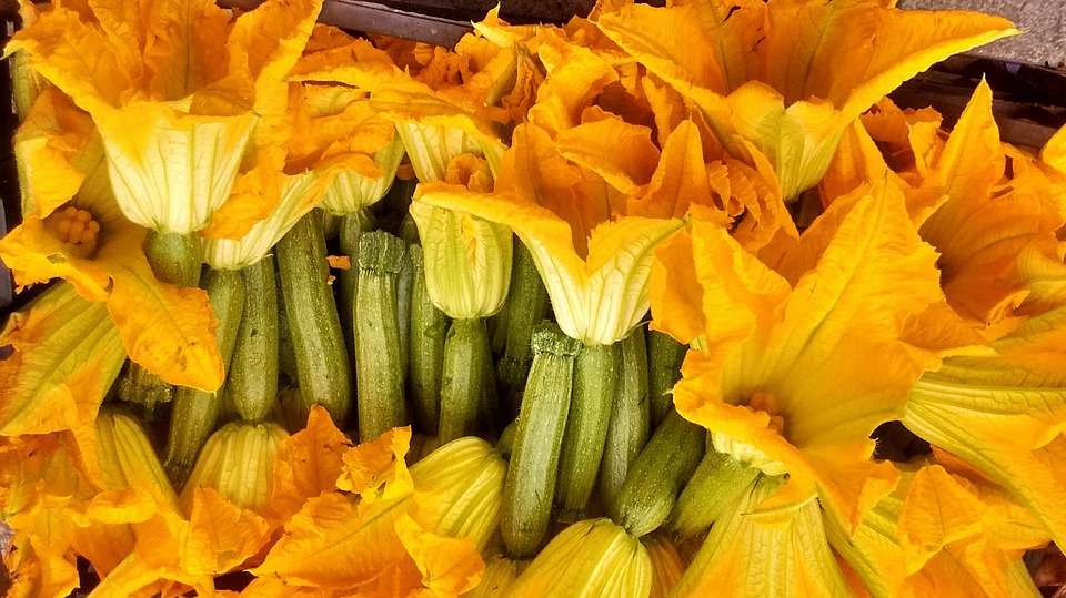 fiori di zucchine