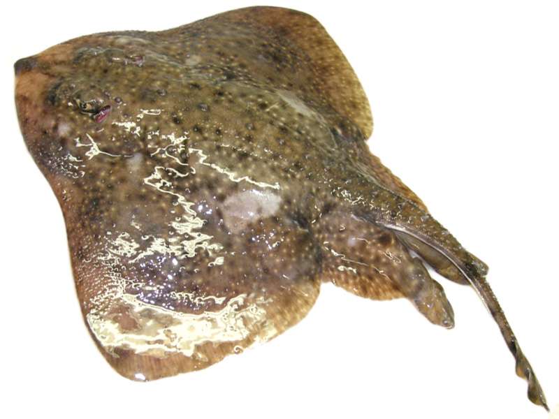razza chiodata