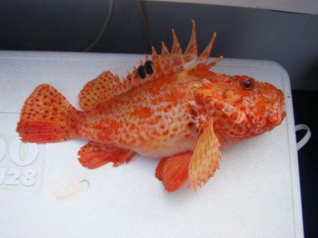 scorfano