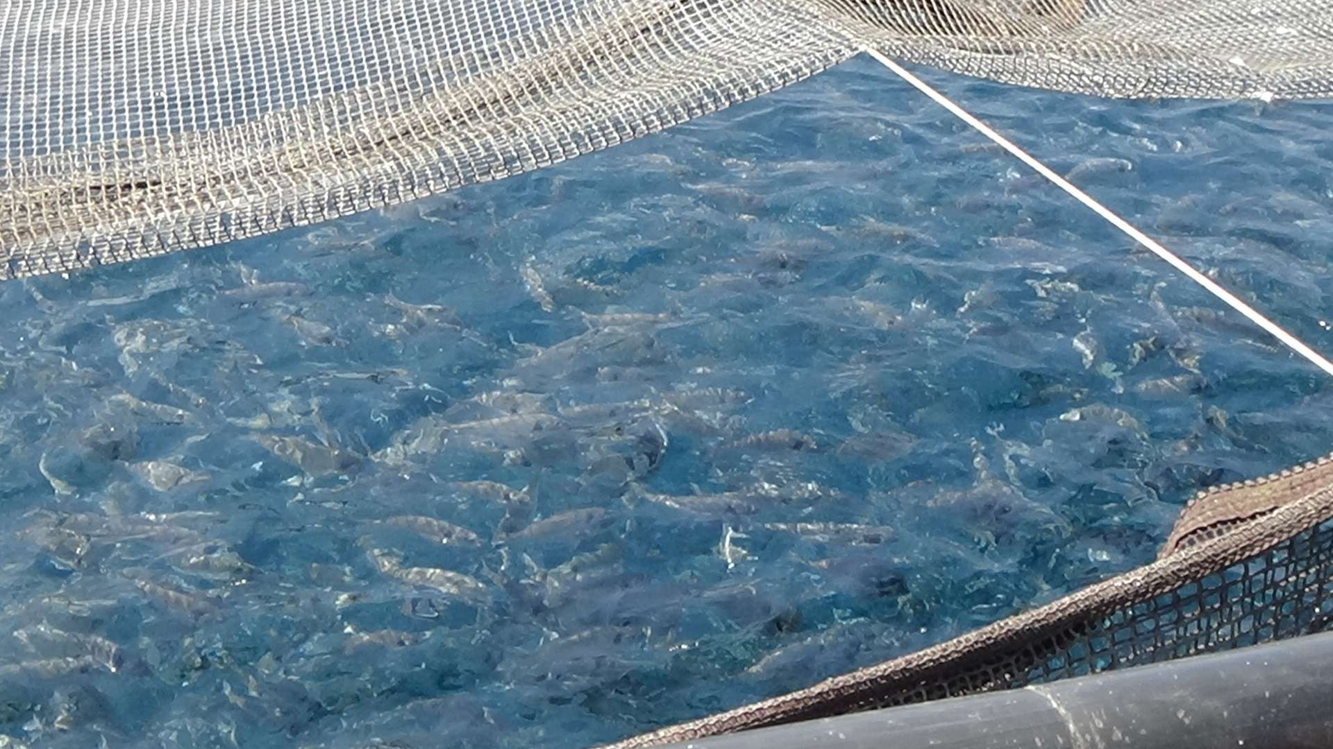 itticoltura, pesci, aqua