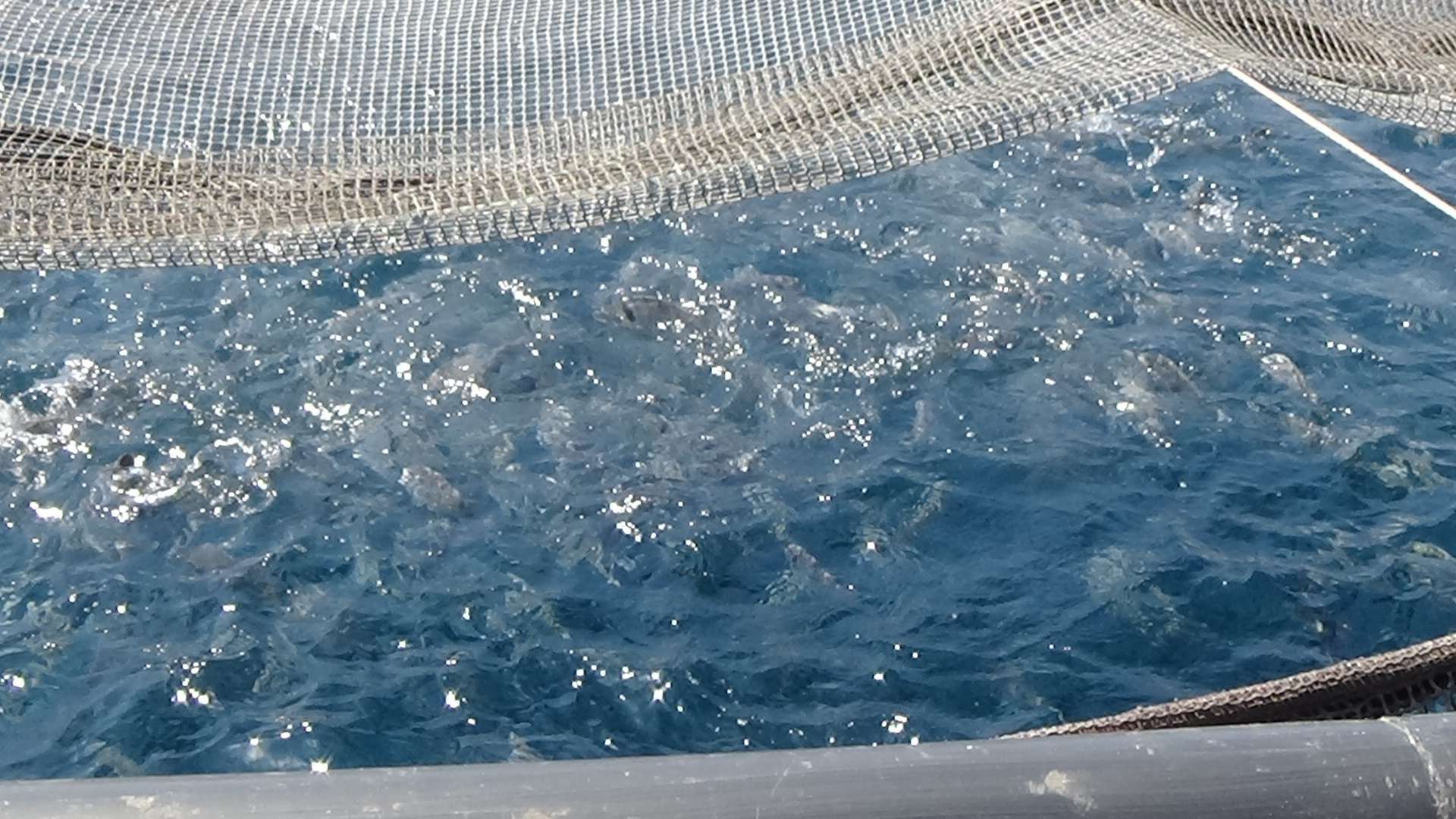 itticoltura aqua