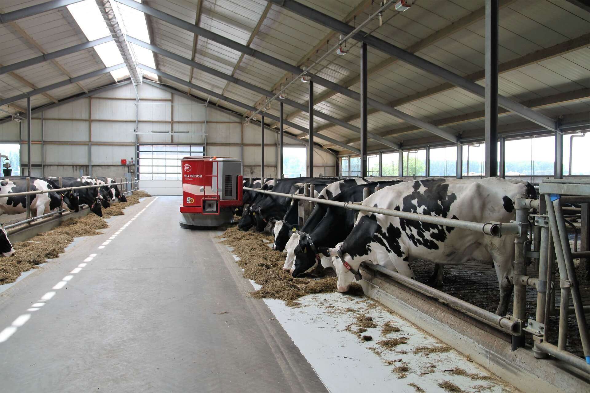 caseificio zootecnia industria alimentare mucche
