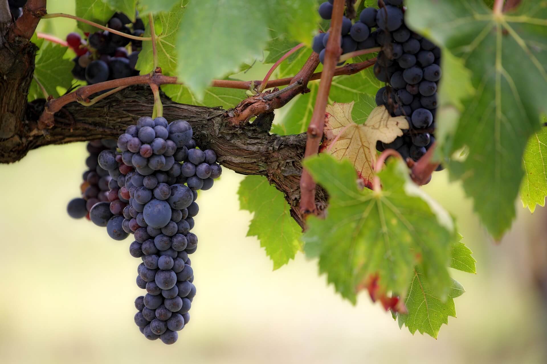 uva vendemmia vite