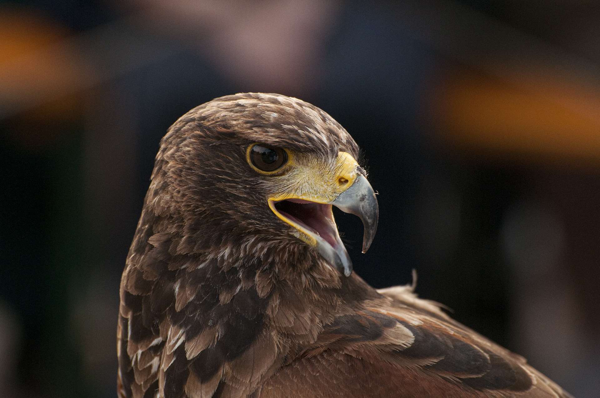 aquila reale