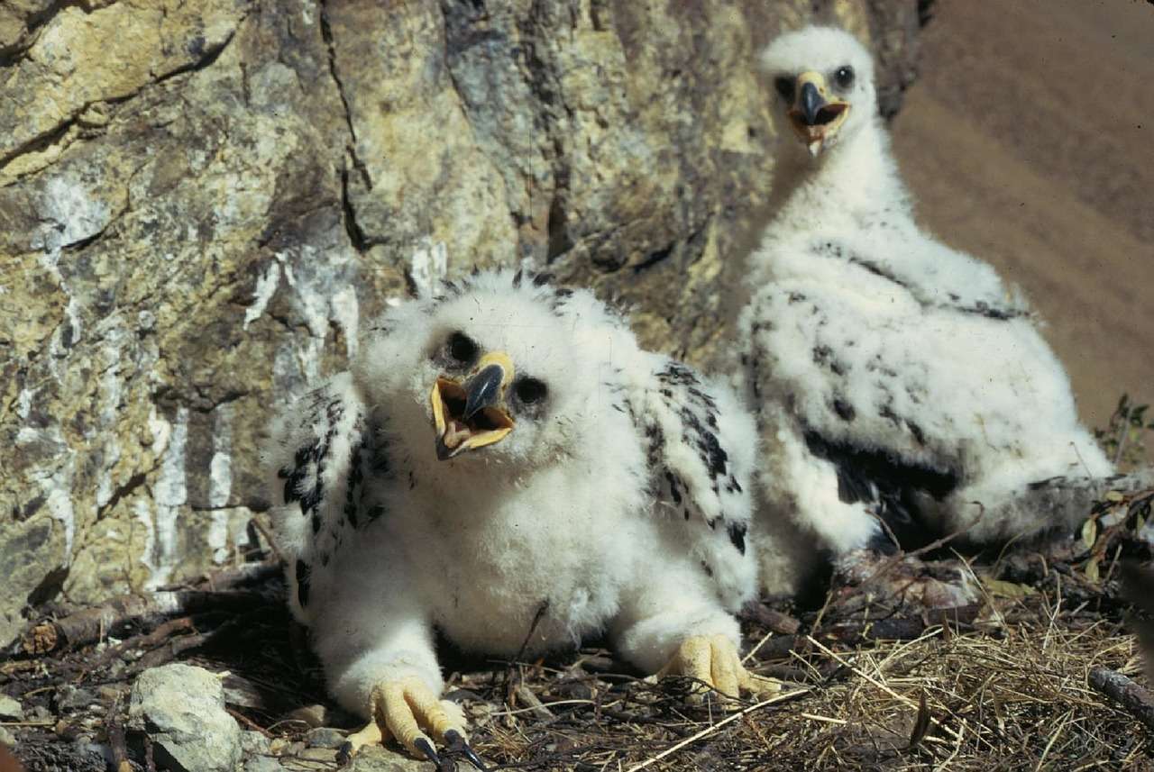 aquila reale nido