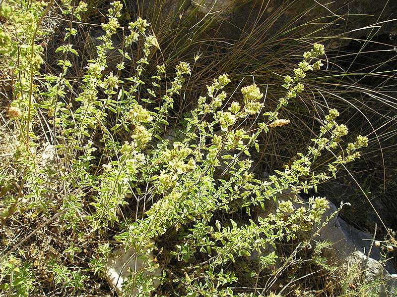 origano