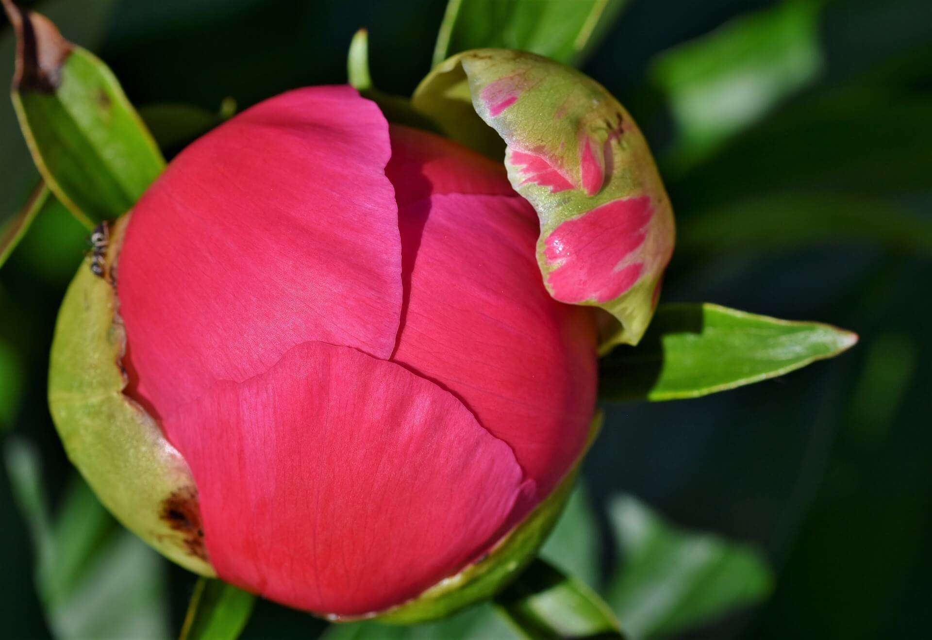 peonia