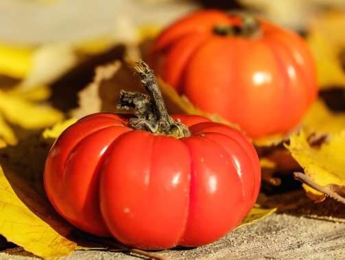 pomodori