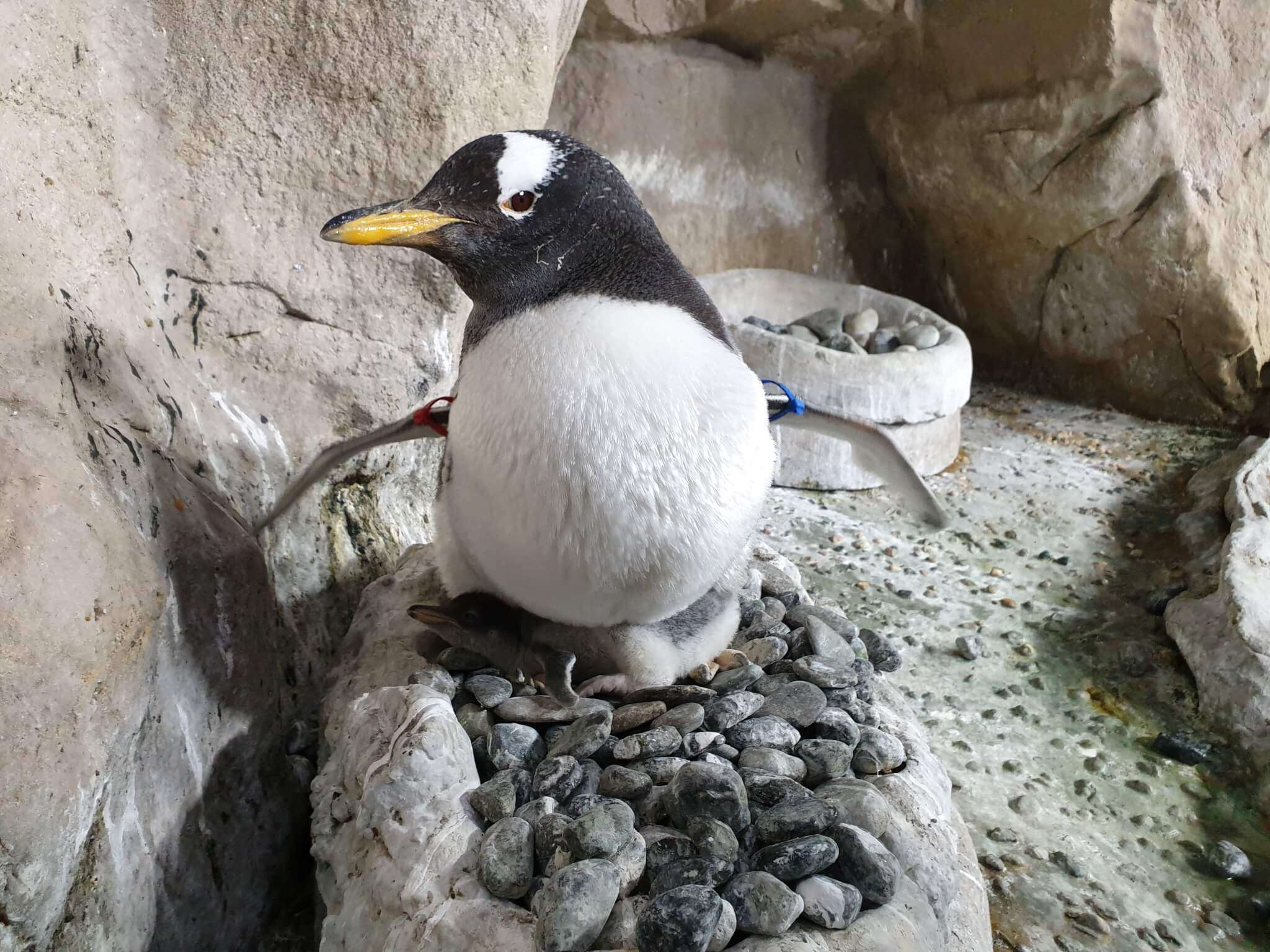 pulcino pinguino papua Acquario di Genova s9 4
