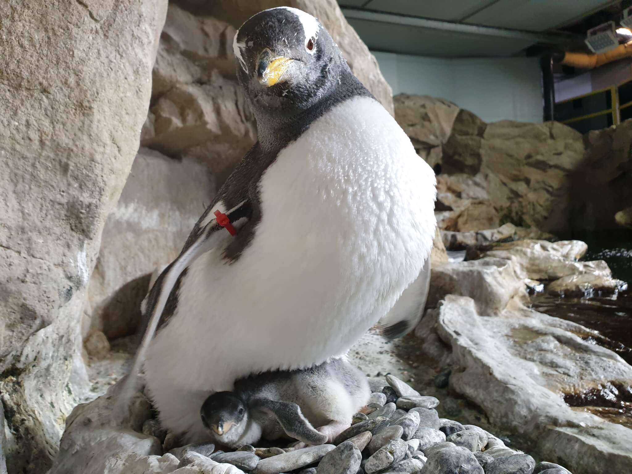 pulcino pinguino papua Acquario di Genova s9 6