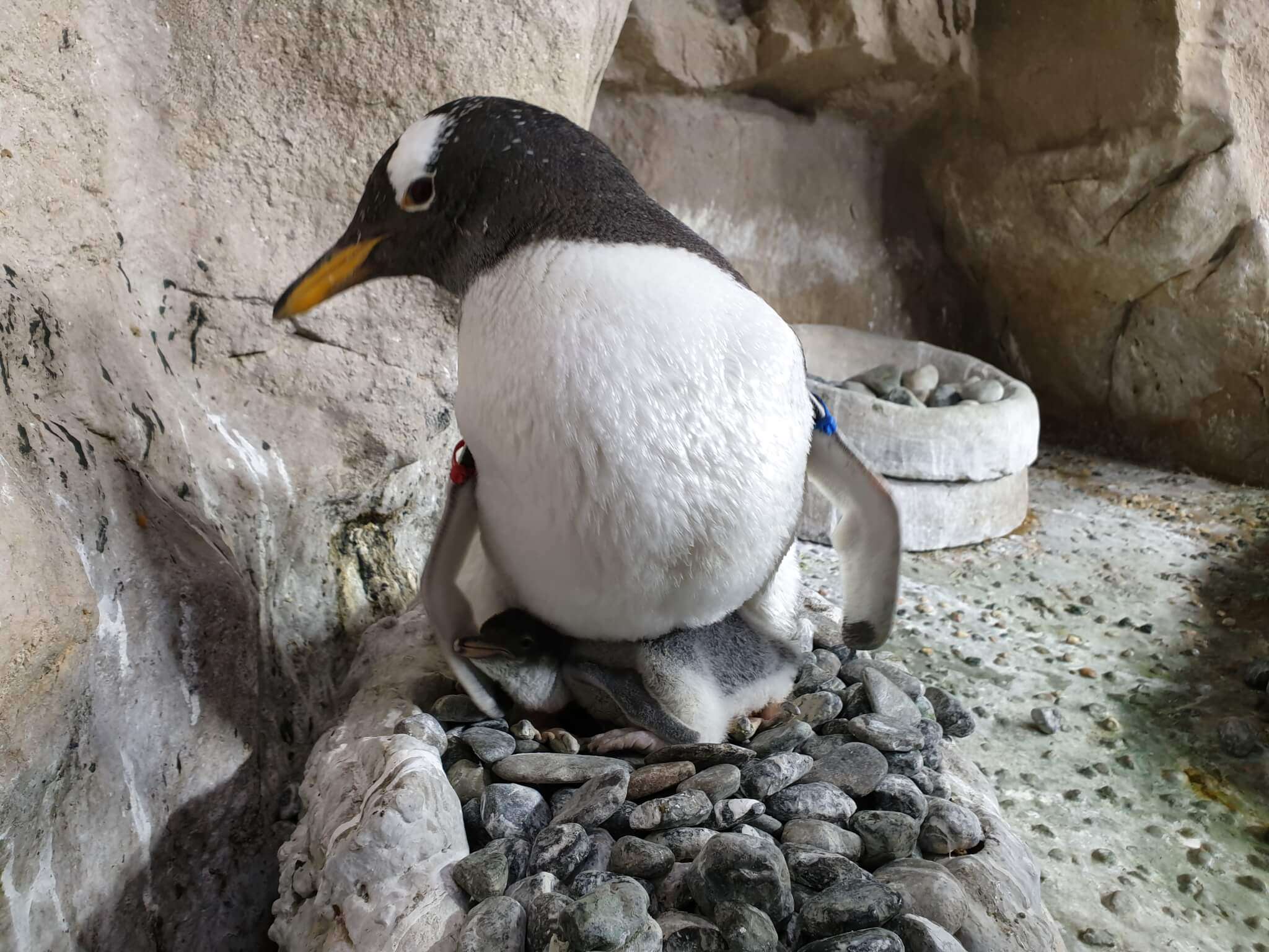 pulcino pinguino papua Acquario di Genova s9